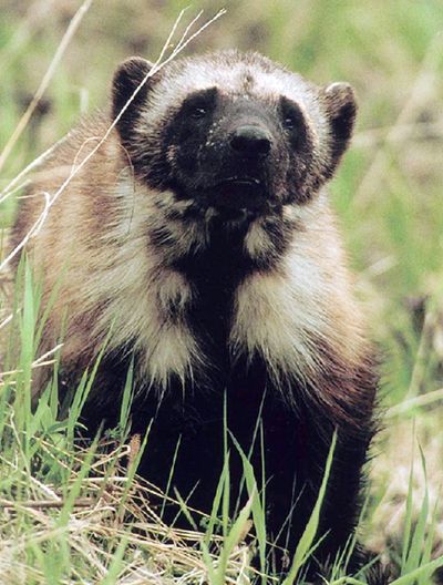 A wolverine surveys his surroundings in Glacier National Park. (Associated Press)