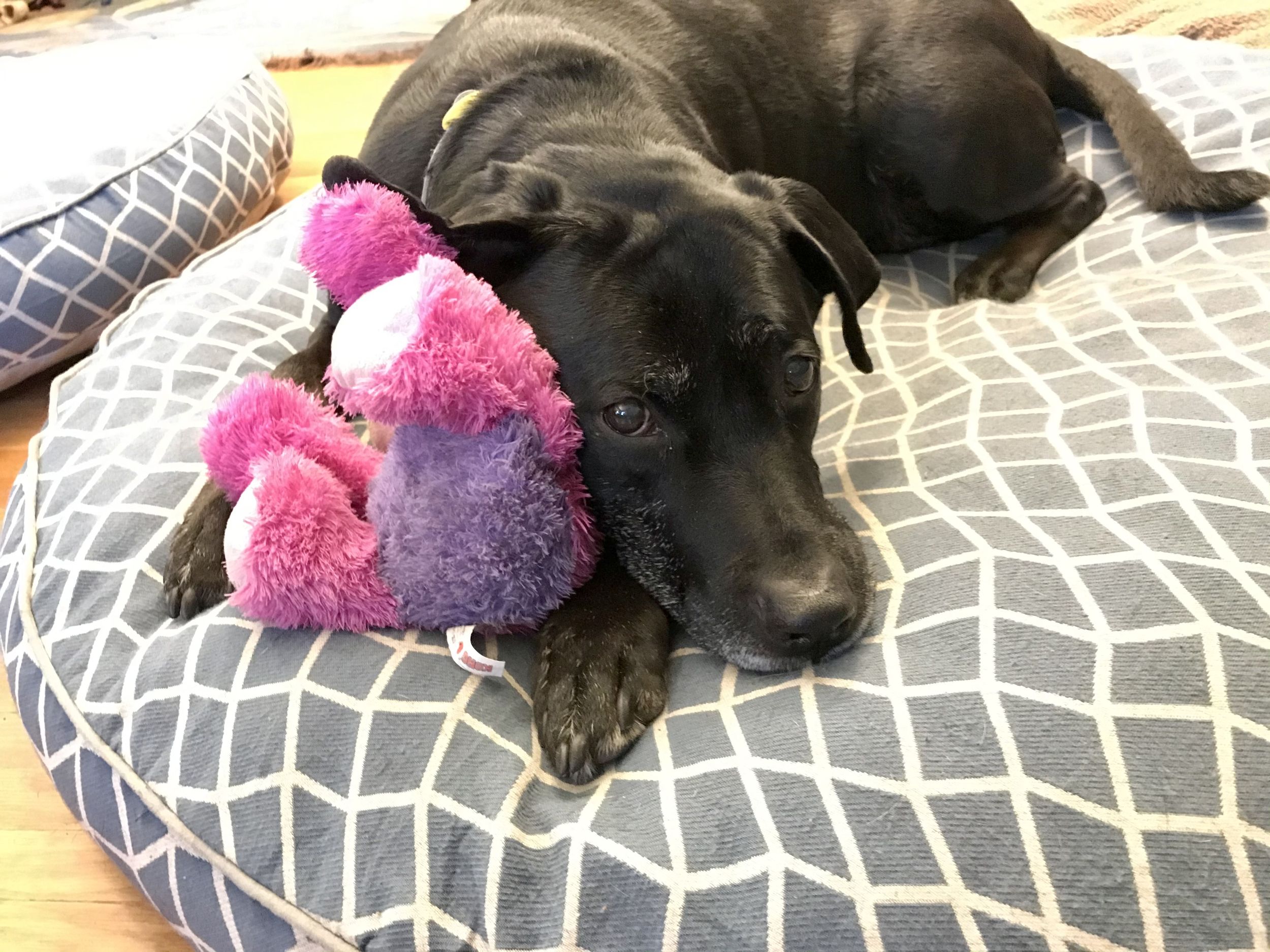 Ask Dr. Universe Why do dogs and cats spin around before they sit down