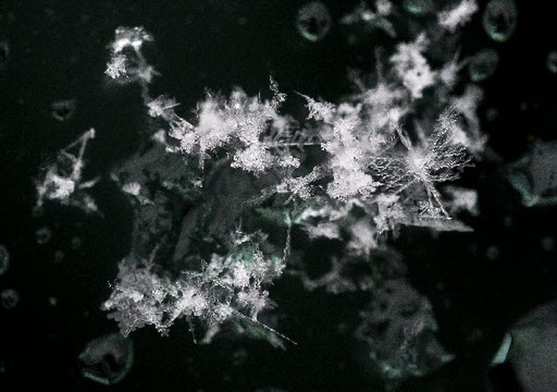 As a winter storm arrives in Spokane, snowflakes land and melt on a car window on Wednesday, Feb. 23, 2011.  (Colin Mulvany)