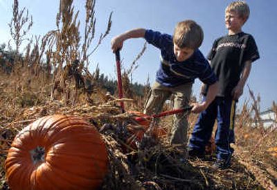 
Eight-year-old Cody Krull cuts the stem of a pumpkin while his friend Daniel Norfolk, also 8, waits his turn for the clippers Sunday at Amicarella's in Spokane Valley. Amicarella's employee Rhonda Catalano  said this year's crop is good, and she expects many customers in the patch. 
 (Holly Pickett / The Spokesman-Review)