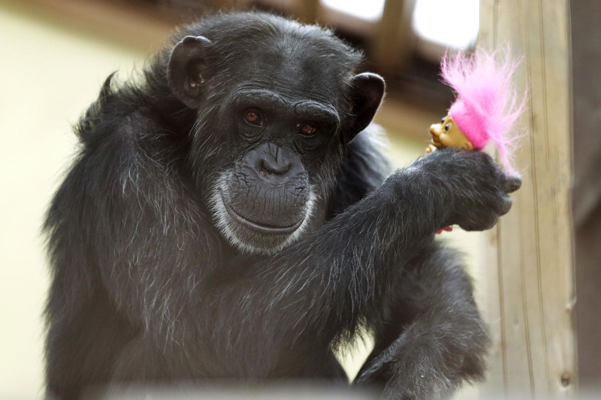 In this photo taken Aug. 8, 2016, Foxie, a chimp who lives at Chimpanzee Sanctuary Northwest near Cle Elum, Wash., holds a troll doll given to her as a present during a party for her 40th birthday. Sanctuaries across the country are preparing for an influx of retired private lab chimpanzees, now that the federal government has stopped backing experiments on humankind