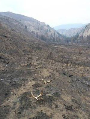 Mule deer winter range charred by the Carlton Complex fires in August 2014. (Washington Department of Fish and Wildlife)