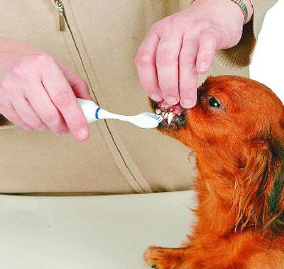 
Try brushing your pet's front teeth and gums before moving toward the back.  
 (PR News / The Spokesman-Review)