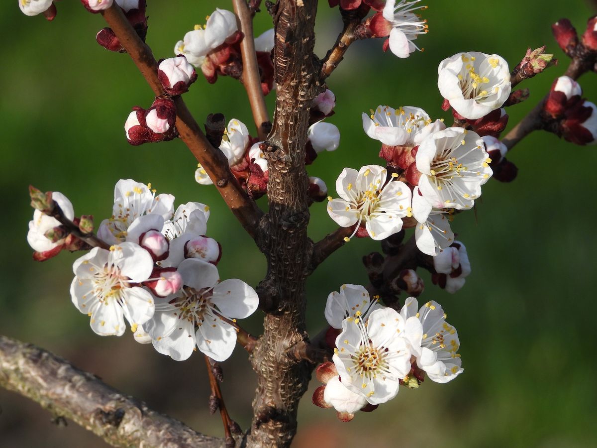 Gardening: Late-blooming apricot tree varieties suited for Spokane