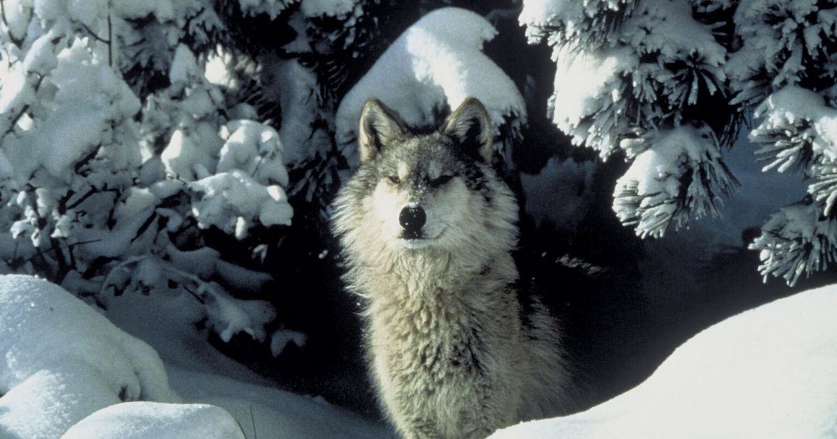 Recent Minnesota wolf sightings rekindle debate over the Endangered Species Act