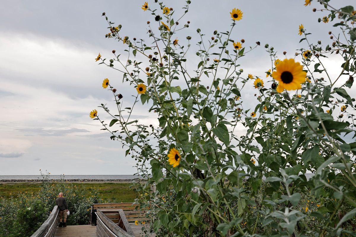Flowers grow on sand dunes along the beach on Aug. 7, 2025, in Grand Isle, Louisiana. (Mario Tama/Getty Images/TNS)  (Mario Tama/Getty Images North America/TNS)