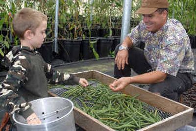 
Jim Reddekopp, owner of Hawaiian Vanilla Company, and his son Isaac, sort green vanilla pods at their Paauilo, Hawaii farm. Reddekopp admits he knew little about farming or about vanilla when he started Hawaiian Vanilla Co. seven years ago. He and his wife Tracy kicked around several other ideas, including saffron, before settling on vanilla, the flavoring essence taken from the seed-pods of vanilla orchids. 
 (Associated Press / The Spokesman-Review)