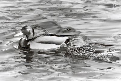 The Spokesman-ReviewMallards (above) are holding steady in numbers and teal are exceeding the long-term average. But overall, duck numbers are lower than normal nationwide. (Rich Landers / The Spokesman-Review)