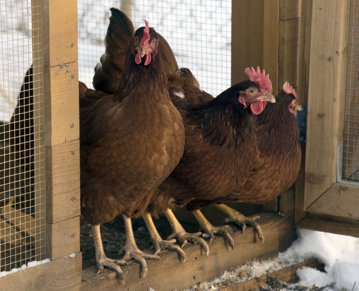 A group of Rhode Island reds seem reluctant to venture onto the snowy ground from the Parrish family’s chicken coop on Sunday at their home in the Wandermere area. The Parrishes keep several chickens in their backyard to produce eggs. (Jesse Tinsley)