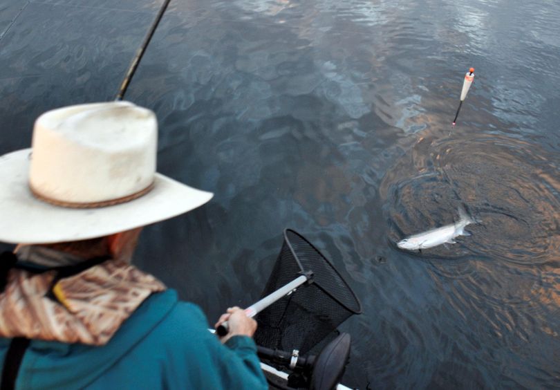 Jim Kujala nets a hatchery steelhead while fishing on the Clearwater River. (Rich Landers / The Spokesman-Review)