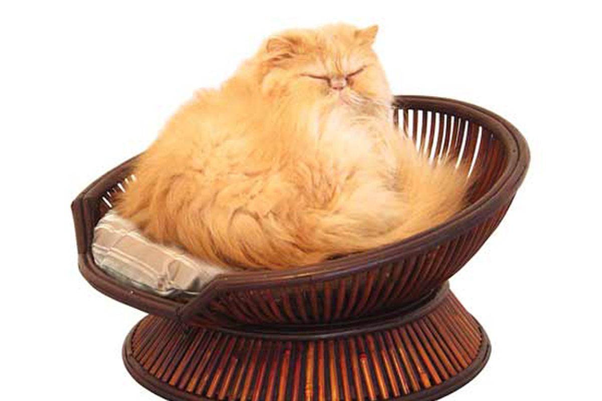 The Merry Products Atmosphere bamboo/ polycushion pet bed.  CSN Stores (CSN Stores)