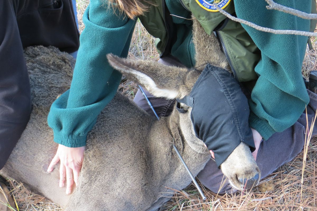 WDFW biologists remove an arrow from the neck of a mule deer in Republic, Wash., on Oct. 16, 2013.  The doe was shot a tranquilizer dart and blindfolded so she would stay calm. After being treated, she was  released to be with her two fawns.
 (Washington Fish and Wildlife Department)