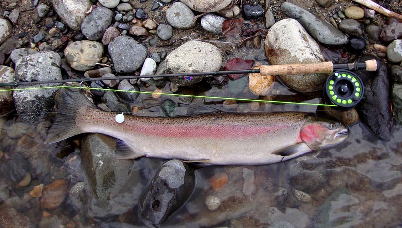 Steelhead: Fin structure good with distinct margins. Normal head, slender body.  (Washington Department of Fish and Wildlife)