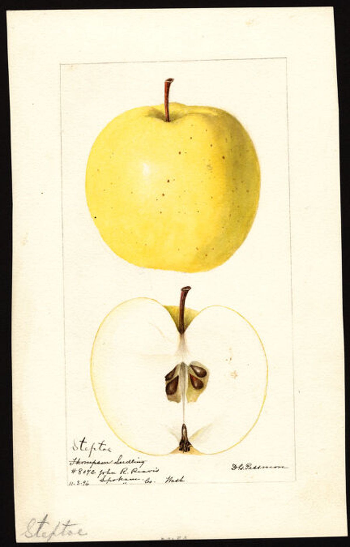 A painting of a Steptoe apple from the U.S. Department of Agriculture Pomological Watercolor Collection.  (Courtesy of the U.S. Department of Agriculture)