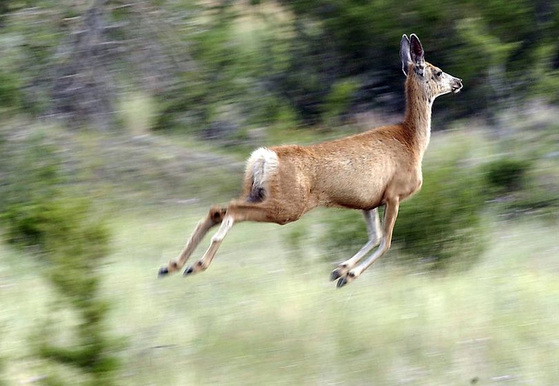 Wildlife officials say it could take years for whitetail populations to recover in the Northern Plains. (Associated Press)