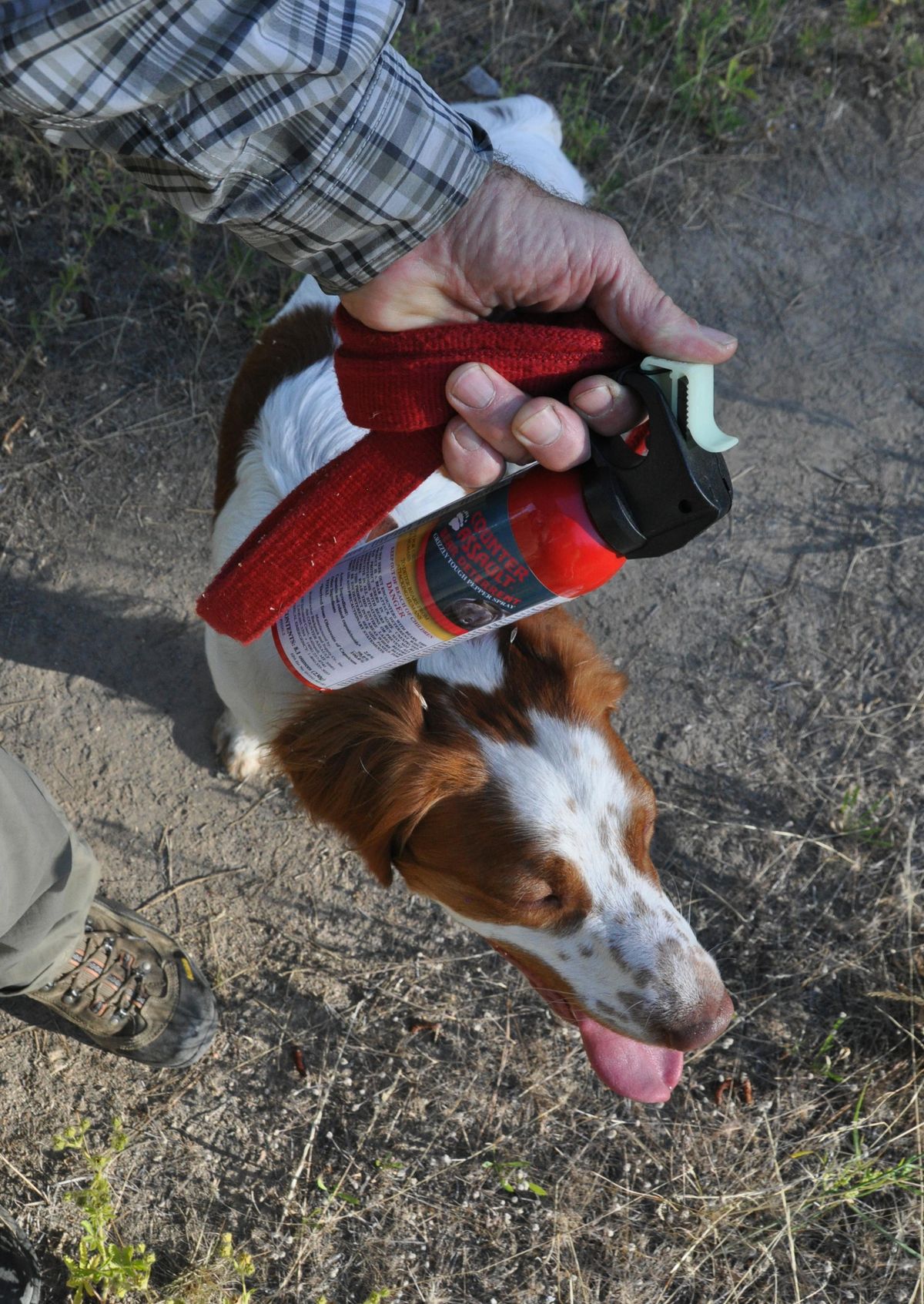 Bear spray on outlet dogs