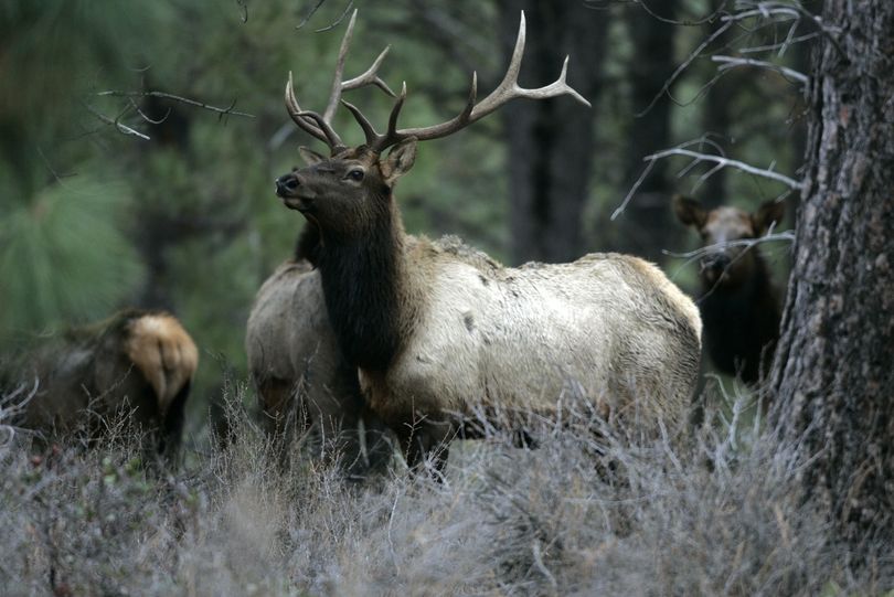 Bull elk are prized by hunters. (Associated Press)