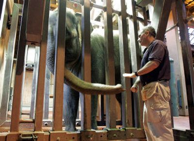 
 Zookeeper Russ Roach is pictured with Chai before the artificial insemination attempt Sunday at the Woodland Park Zoo in Seattle. Another attempt was made in March. 
 (Associated Press / The Spokesman-Review)