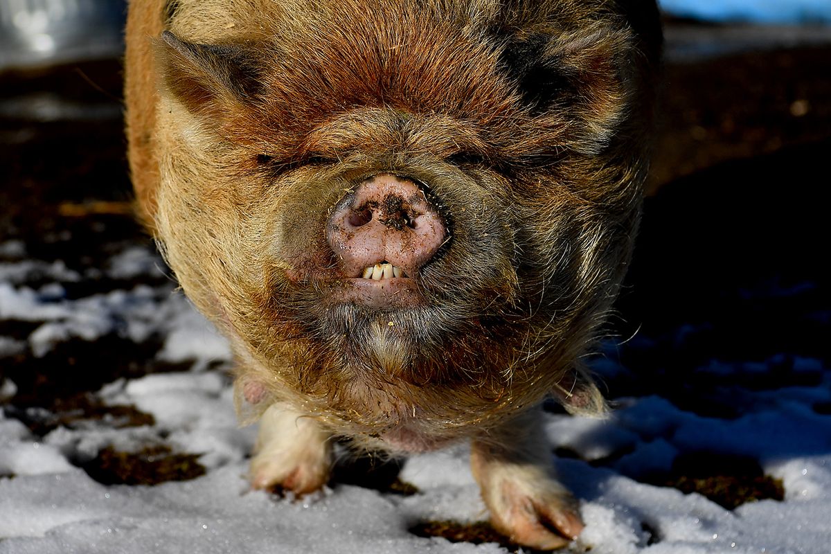 Lucky P the pig, awaits his kiss from Kathy Fiorillo, the office manager at Finch Elementary School on Friday, February 26, 2021, in Deer Park, Wash. Fiorillo rewarded Finch Elementary School students for completing a math program by kissing the pig. (Tyler Tjomsland/The Spokesman-Review)