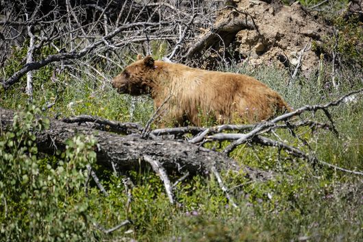 72-year-old Fends Off Grizzly Bear With Handgun While Picking ...