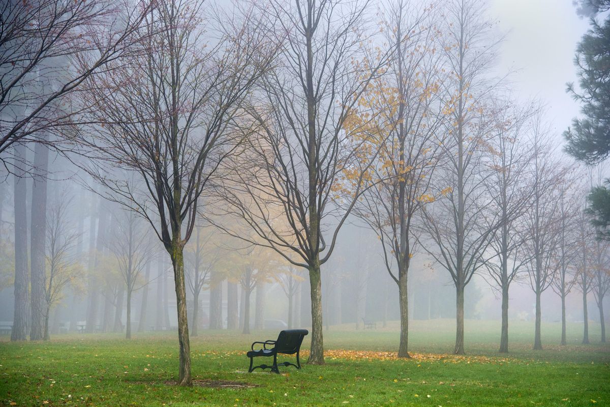 A foggy morning shrouds trees that have shed their leaves on Oct. 26, 2017, in Comstock Park. (Dan Pelle / The Spokesman-Review)