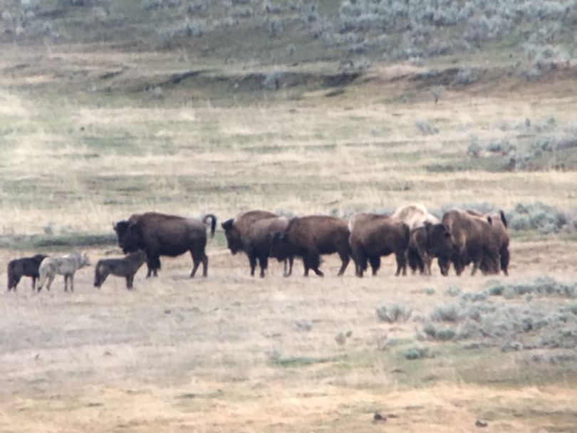 Wolves in The Mollies Pack size up a group of bison in Yellowstone National Park. The Mollies are know for their prowess at killing bison while most wolf packs aim for smaller elk or deer.  (Scott Wolff)