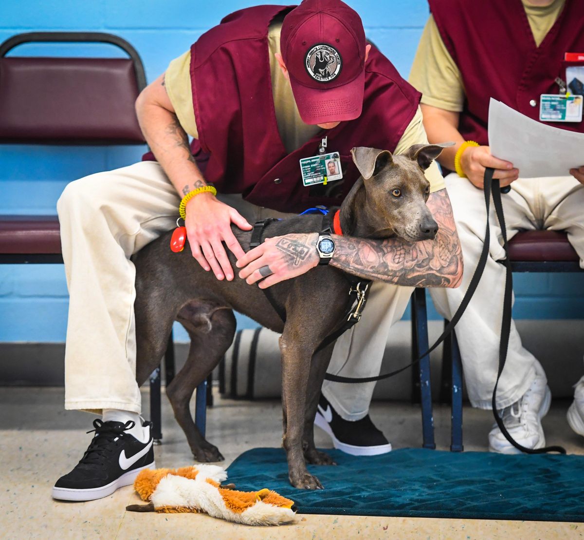 Airway Heights Corrections Center inmate dog handler Josh Phillips embraces his dog Lincoln during a Pawsitive Dog program training session, Wednesday, Aug. 1, 2018. The one-year-old Weimaraner mix is from the Spokane Humane Society. (Dan Pelle / The Spokesman-Review)