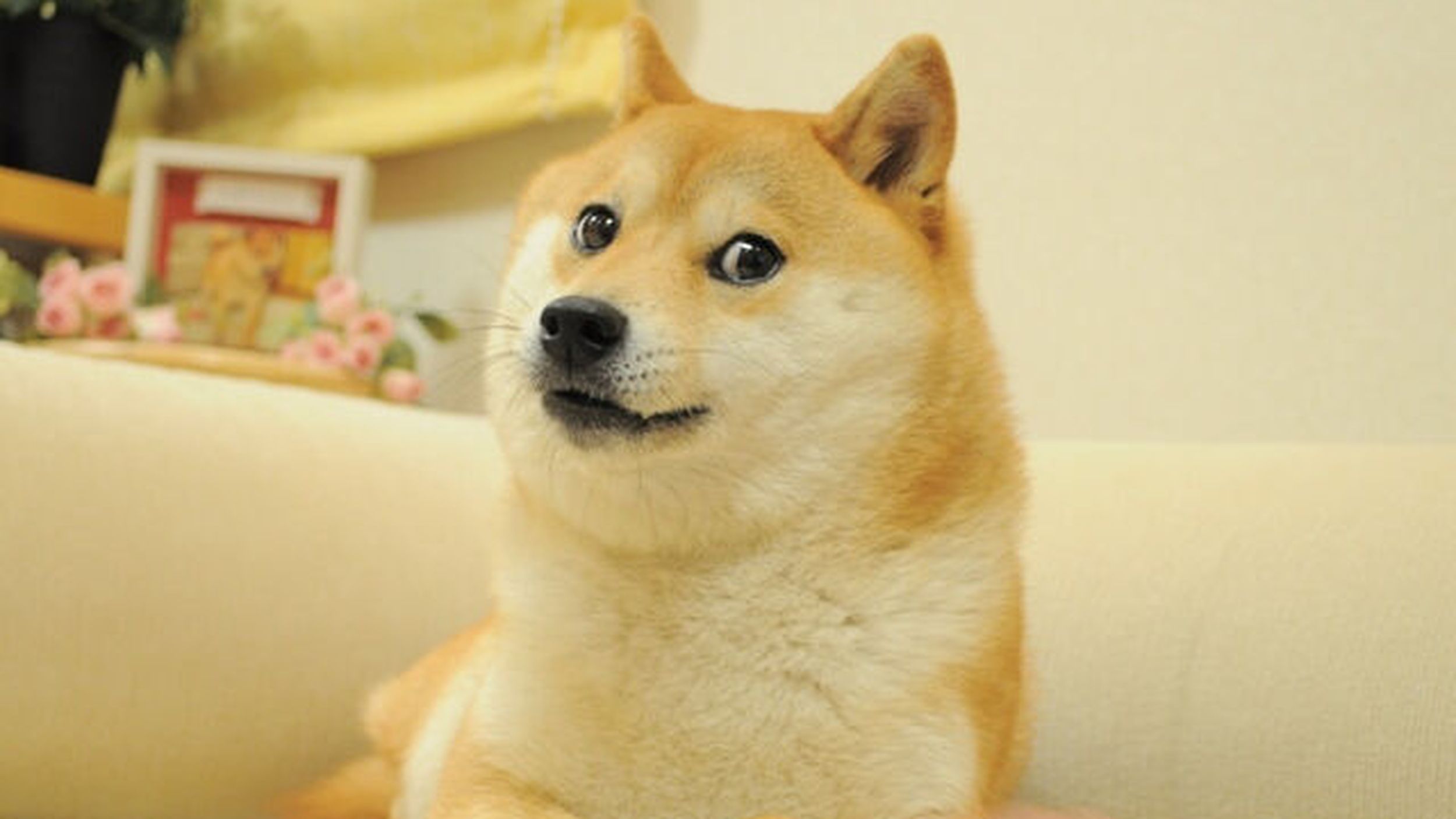 Shiba shops inu eyes