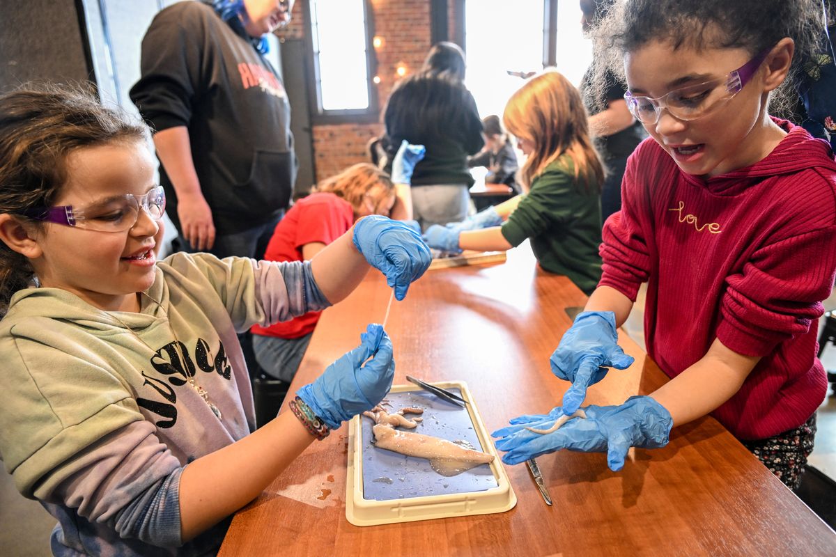 Westview Elementary third-graders Gianna Adams, left, and Jazmine McKinnon, right, both 8 years old, discuss their findings after cutting of a single arm and tentacle from a squid while dissecting them Tuesday, Dec. 2, 2025 at Mobius Discovery Center in downtown Spokane, Washington. The students took the squid, examined them, took them apart and talked about their internal organs and their functions. (Jesse Tinsley/THE SPOKESMAN-REVIEW)