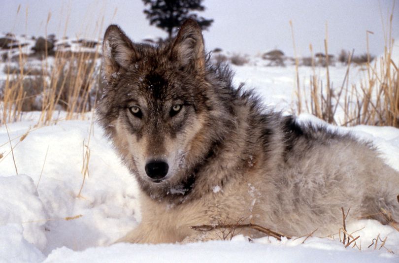 This image provided by the National Park Service shows a gray wolf in the wild. The Obama administration on Wednesday May 4, 2011 announced it is lifting endangered species act protections for 5,500 gray wolves in eight states in the Northern Rockies and Great Lakes. (National Park Service)