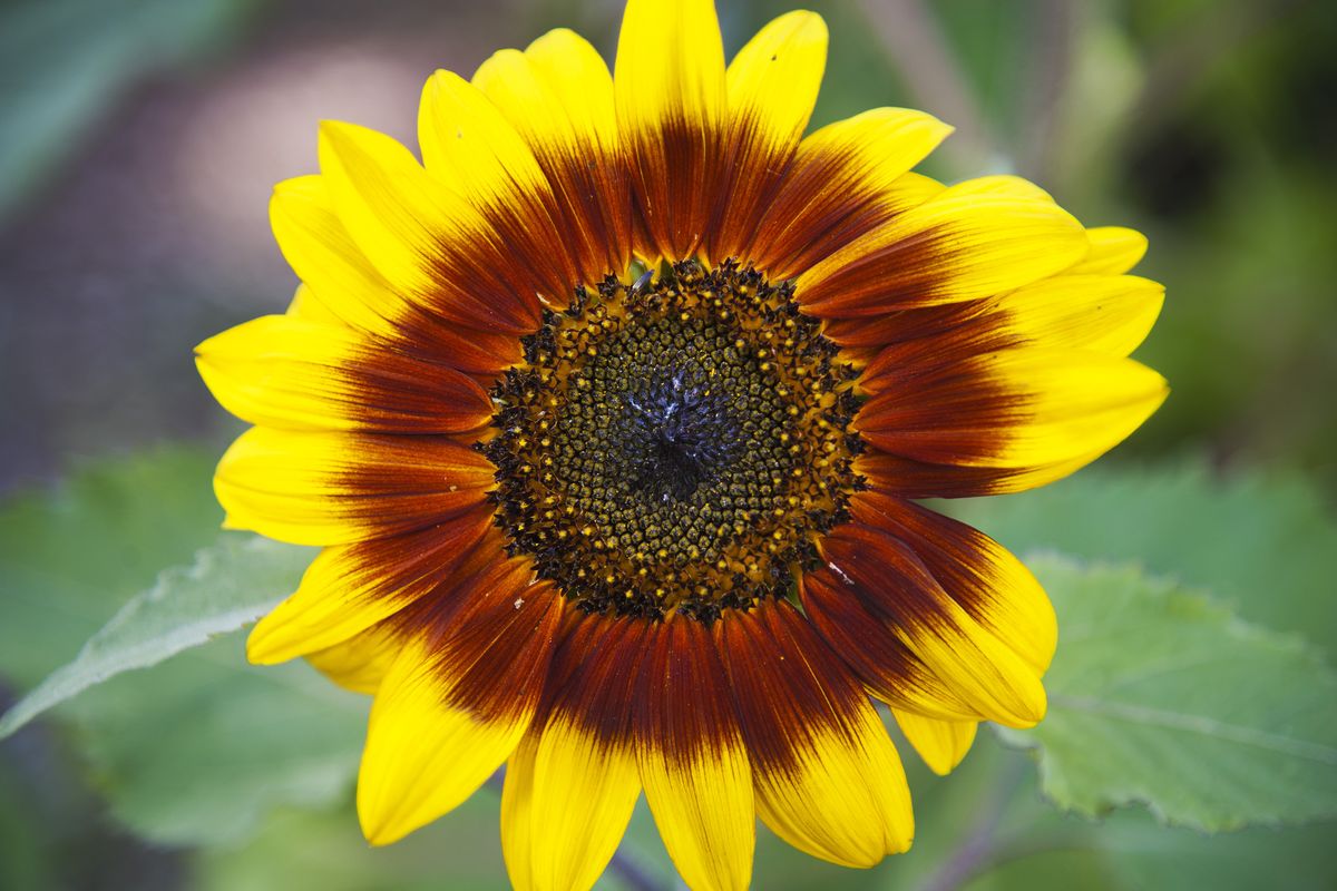 A sunflower blooms Tuesday in the Pumpkin Patch Community Garden at the corner of Argonne Road and Maringo Drive. (Dan Pelle)