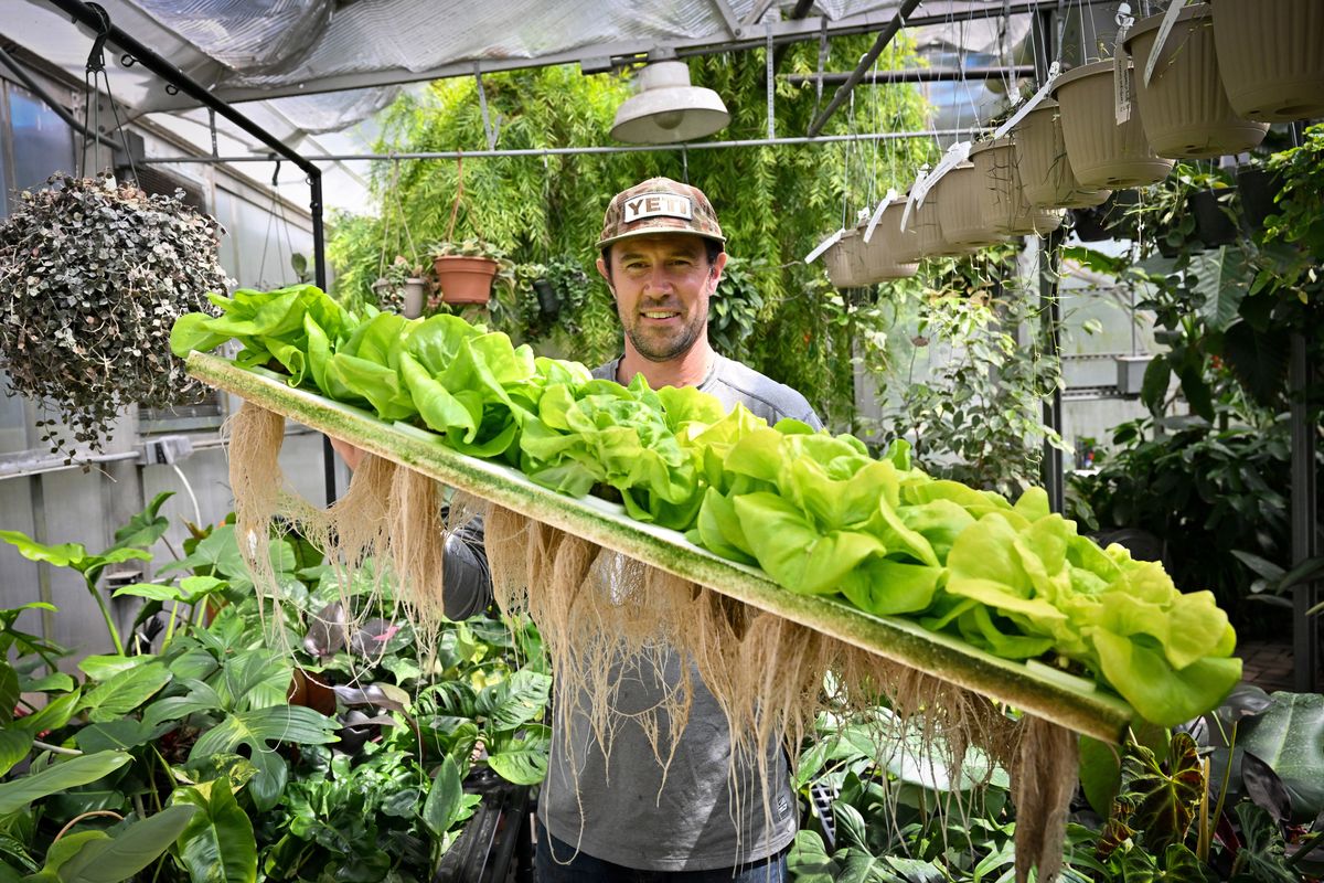 Spokane Community College greenhouse manager Tyler Beasley shows off the program’s new aquaponically grown butterhead lettuce Thursday through a system he built which uses waste from blue tilapia fish at SCC’s greenhouse in Spokane. (Tyler Tjomsland/The Spokesman-Review)