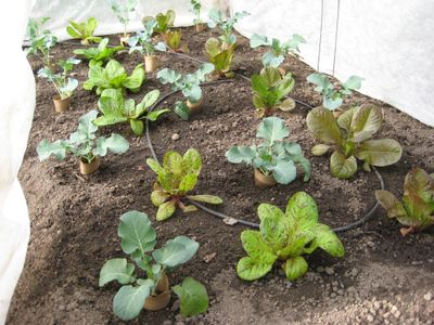 These lettuce and broccoli seedlings are growing under a floating row cover to keep insects and nibbling birds at bay. The paper collars protect the broccoli from cutworms. Special to  (SUSAN MULVIHILL Special to / The Spokesman-Review)