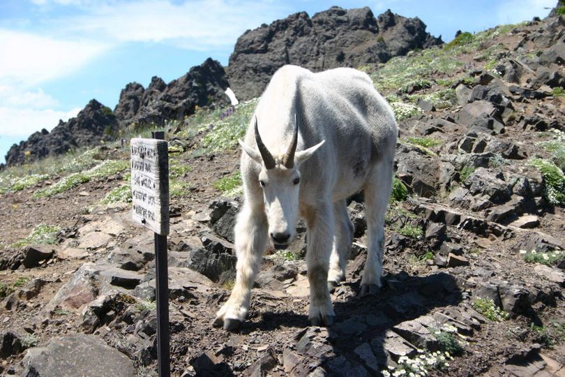 In this July 2008 photo, one of some 300 mountain goats at the time in Olympic National Park faces a photographer on the Switchback Trail in the Klahhane-Hurricane Ridge-Switchback Trail area near Port Angeles, Wash. A mountain goat fatally gored a hiker two years later on the same trail.  (Diane Urbani de la Paz / Peninsula Daily News via AP)