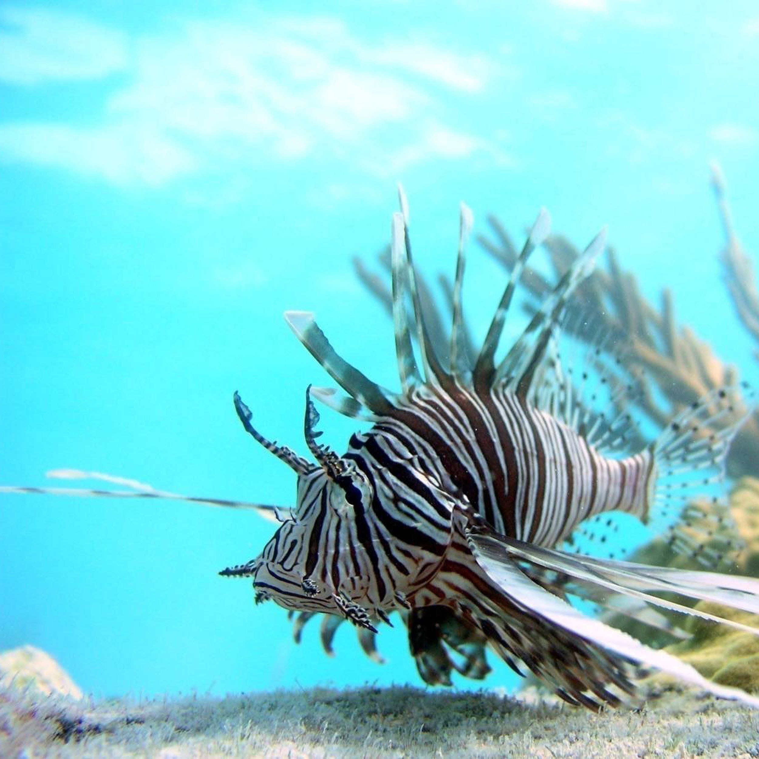 Lion Fish by Marty Wilson S / Pale Yellow