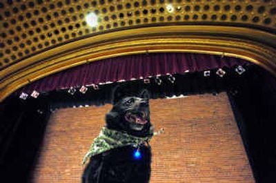 
Jinx tries out Tuesday for the part of Toto in the upcoming Christian Youth Theater production of 