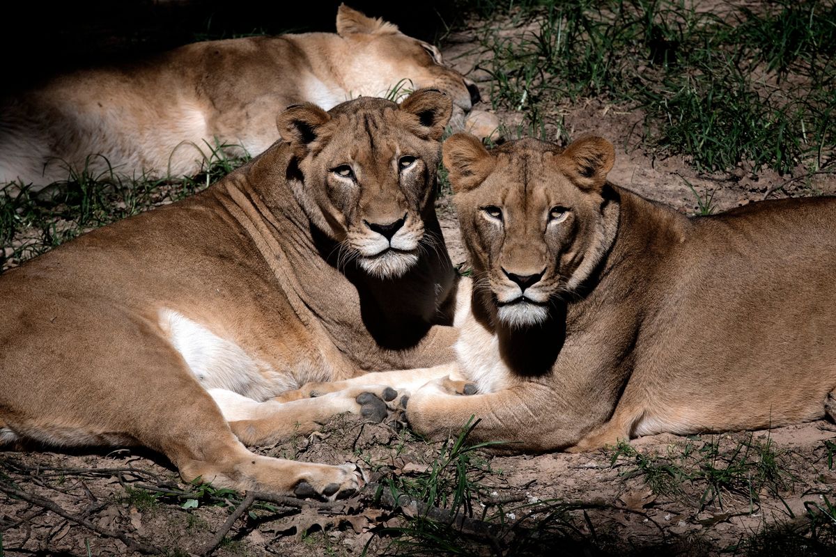 Many zoo animals have been infected with COVID-19 since the pandemic started, including lions at the National Zoo. Six lions and three tigers tested positive in September. They possibly got it from a vaccinated, asymptomatic human.  (Bill O