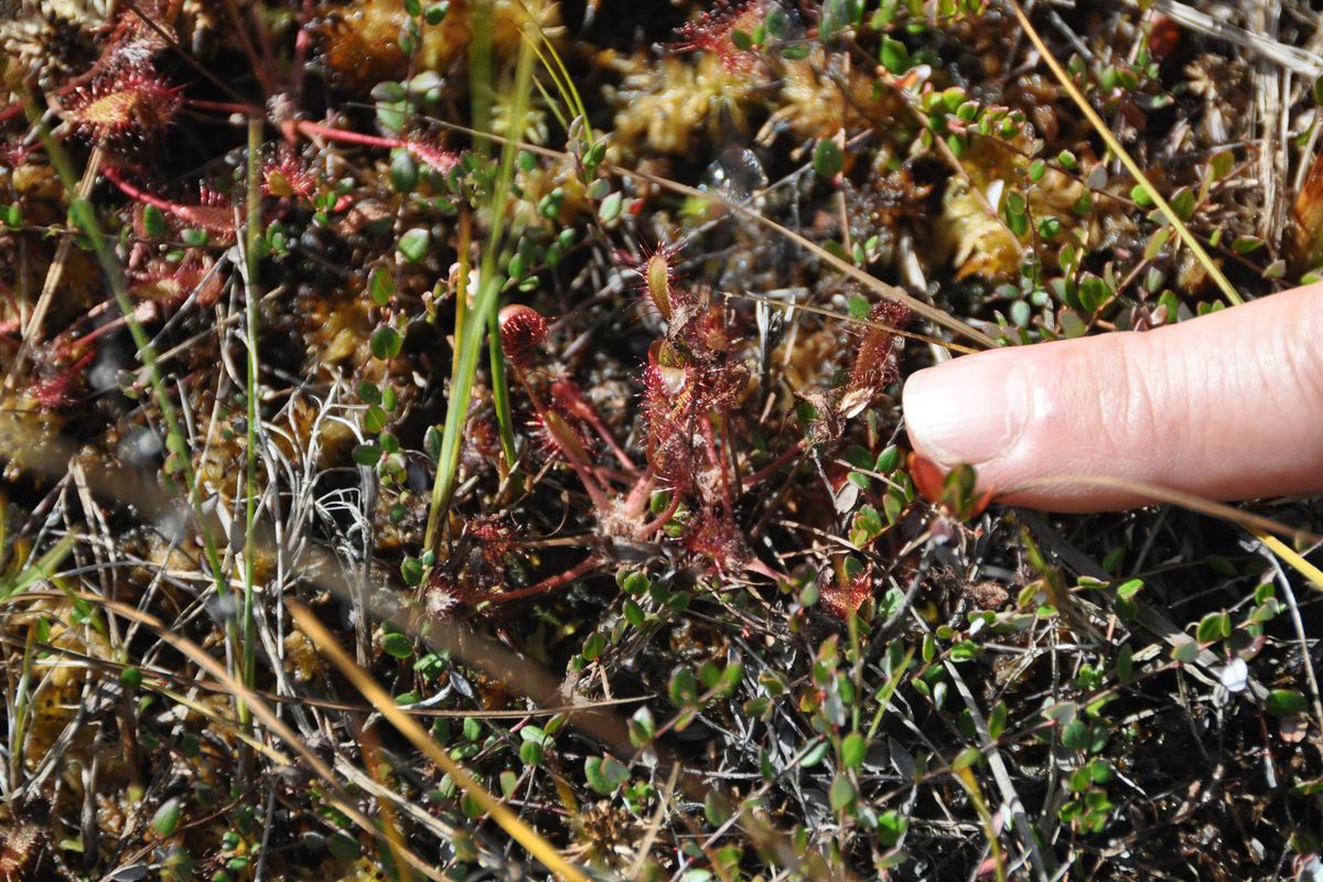 The most unusual plant seen on the tour was the sundew, in red, that catches insects with a sticky liquid and then folds around them and digests them for a source of protein.  (Pat Munts/For The Spokesman-Review)