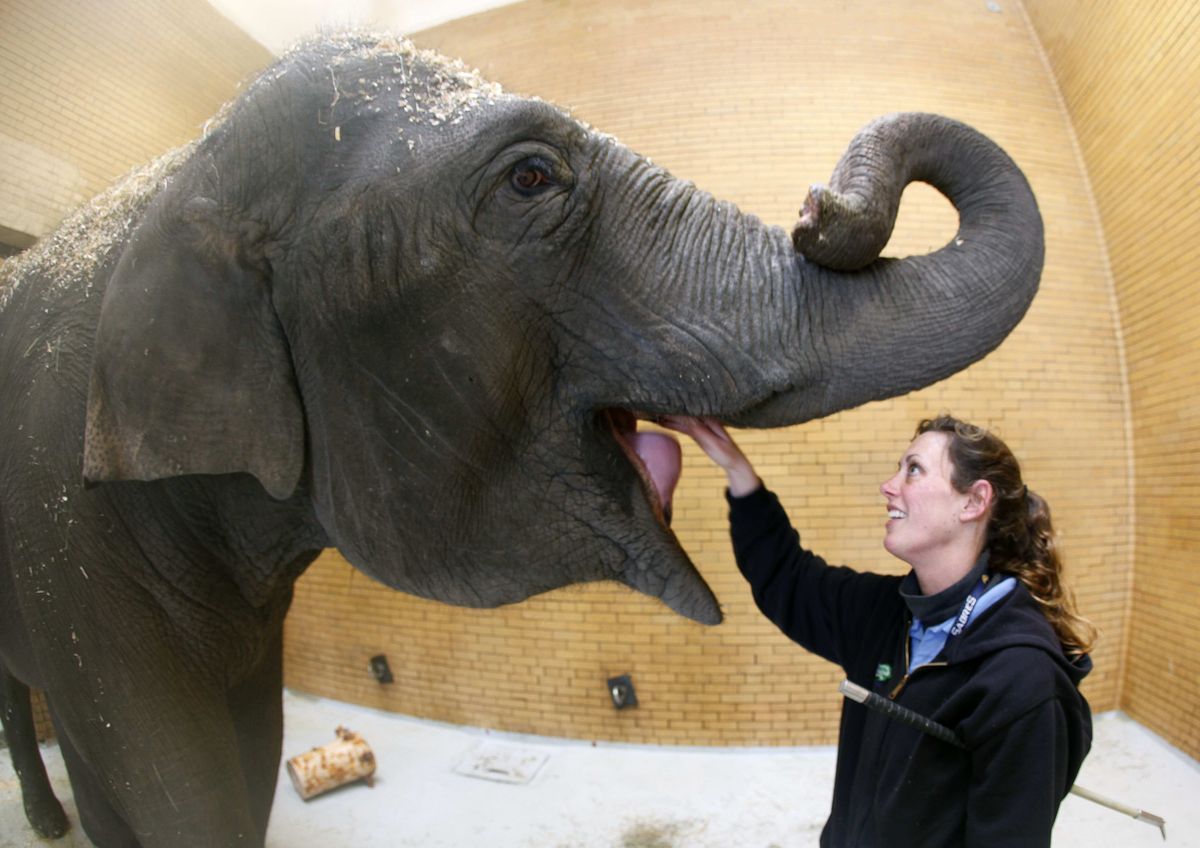 Kelly Schroer, elephant manager, feeds an elephant at the Buffalo Zoo in Buffalo, N.Y. Associated Press photos (Associated Press photos / The Spokesman-Review)