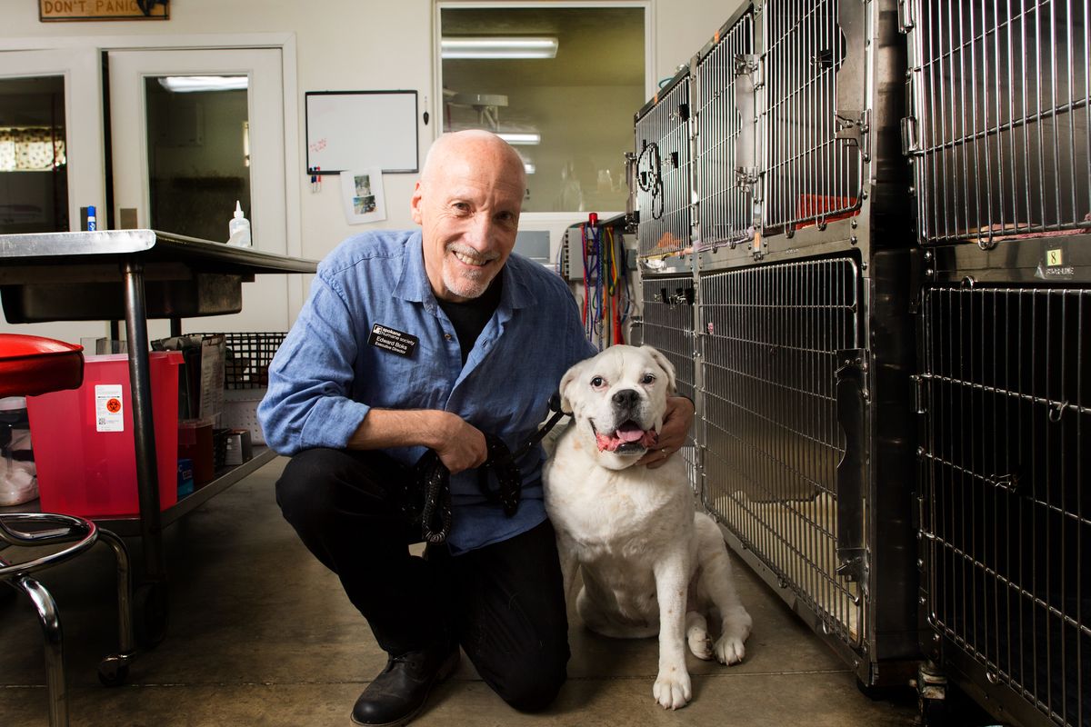 Executive director Edward Boks kneels for a photo with Betty White the boxer at the Spokane Humane Society on Wednesday. (Tyler Tjomsland/The Spokesman-Review)