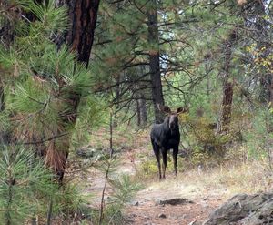 This bull moose let hikers know he didn't want them getting any closer to a cow moose he was courting (dark spot in the background) in the Dishman Hills on Sept. 26.  Laura Visco snapped this photo as she backed away, "and I wasn't using telephoto," she said. The bull and cow later ran at the group forcing them to take refuge in rock cliffs and going off-trail to get out of the area.   (Photo by Laura Visco) (Photo Visco / The Spokesman Review)