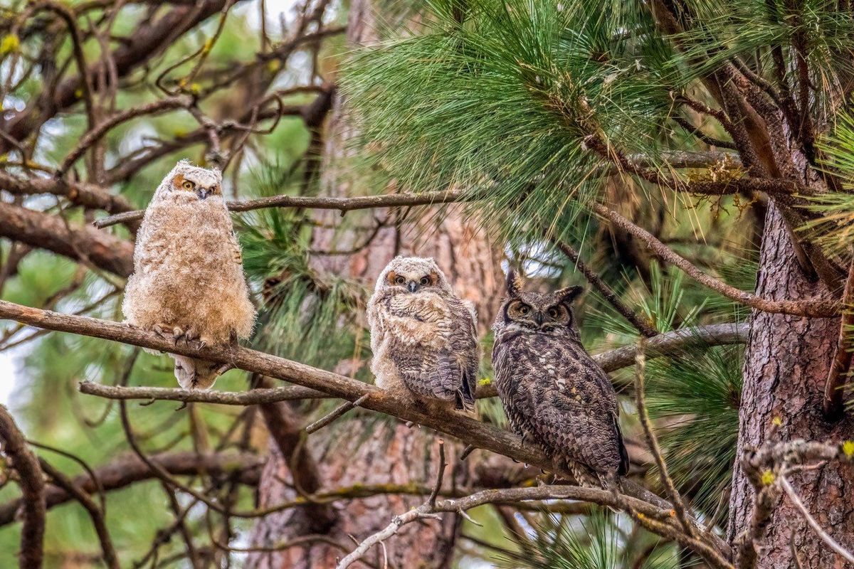 A family of great horned owls is seen on Whitworth University’s campus.  (Courtesy of Allie Raye)