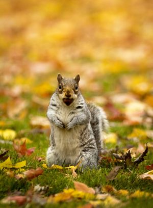 Aw, nuts! With winter fast approaching, a squirrel gathers acorns Monday in Corbin Park. (Colin Mulvany)