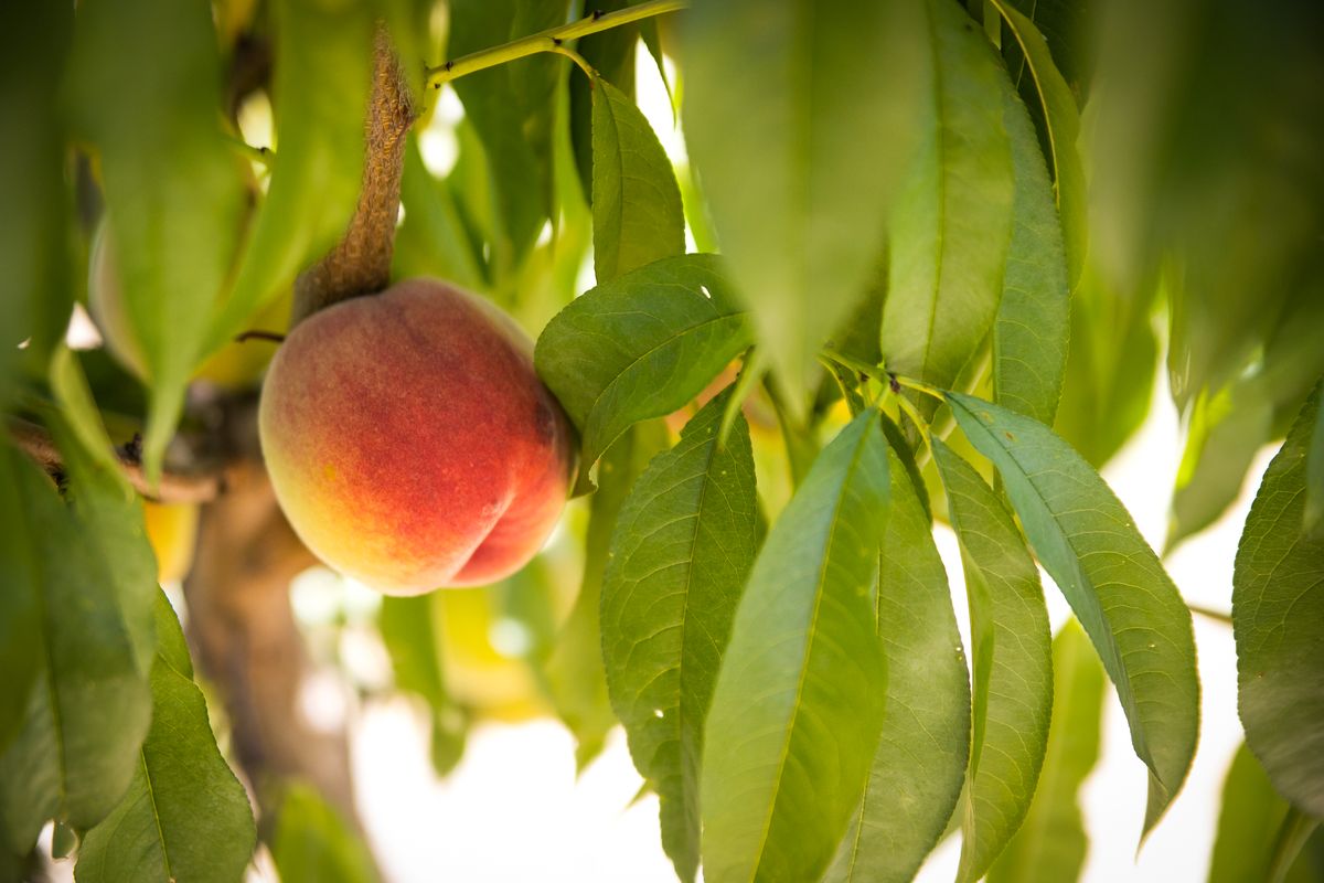 Green Bluff deals with pandemic restrictions during peach season