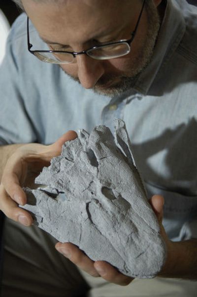 
Paleontologist Neil Shubin, of the University of Chicago, studies the cast of a recently found fossil, Tiktaalik roseae. 
 (Associated Press / The Spokesman-Review)