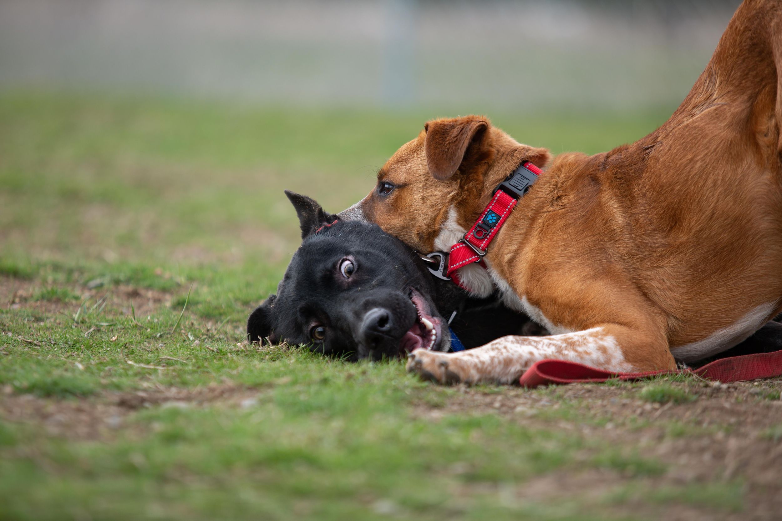 Dogs Playing For Life assessment at the Spokane Humane Society April