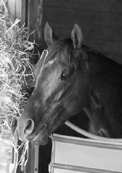 
Preakness winner Smarty Jones munches hay in his stall on Sunday. Preakness winner Smarty Jones munches hay in his stall on Sunday. 
 (Associated PressAssociated Press / The Spokesman-Review)