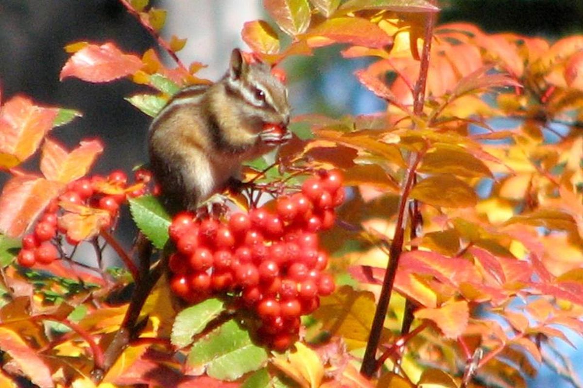 Chipmunk feeding on mountain ash berries in autumn on Mount Spokane. (Teresa Gort)