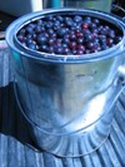 Huckleberries (The Spokesman-Review)