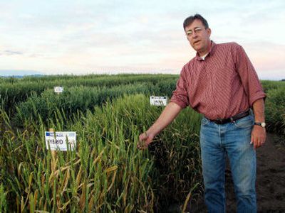 
WSU wheat breeder Stephen Jones poses at the school's research farm near Pullman. Beside Jones is Hybrid 128, a wheat strain released in 1907. 
 (Washington State University photos / The Spokesman-Review)